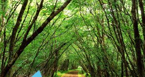 Bir Elin Nesi Var İki Elin Sesi Var